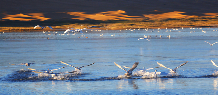 腾格里沙漠天鹅湖生态景区介绍 - 银川开拓者拓展教育咨询有限公司